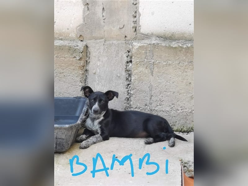 Geschwisterpaar Bambi