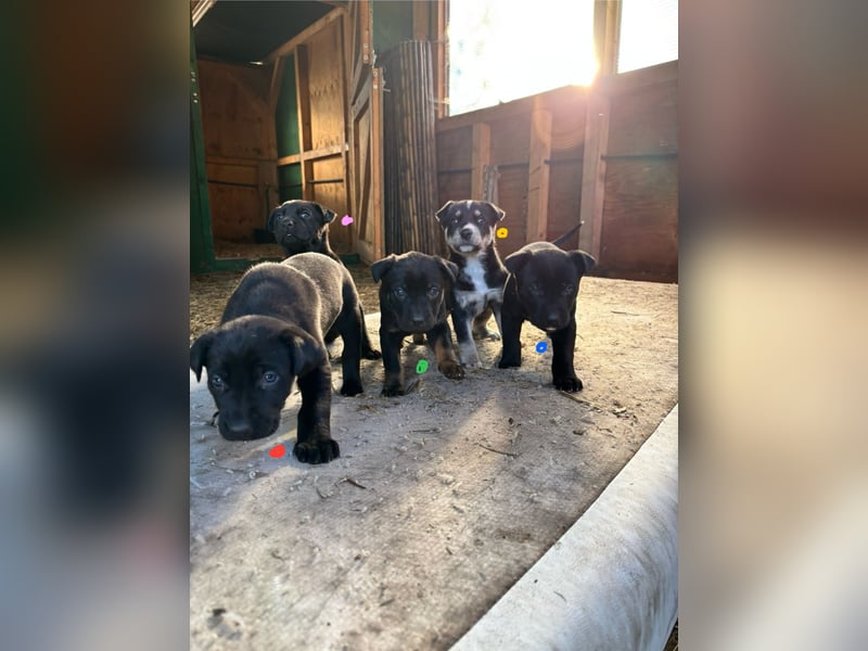 Vizslador x Schäferhund Mischling in ein liebevolles Zuhause abzugeben