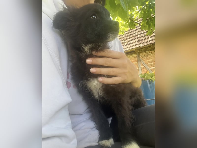 Popy ein kleiner Engelchen