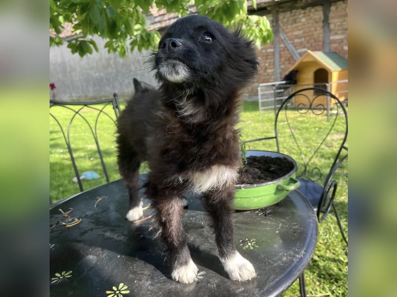 Popy ein kleiner Engelchen