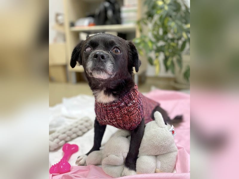 Bucky hat schon viel mitmachen müssen- wer schenkt ihr ein Zuhause