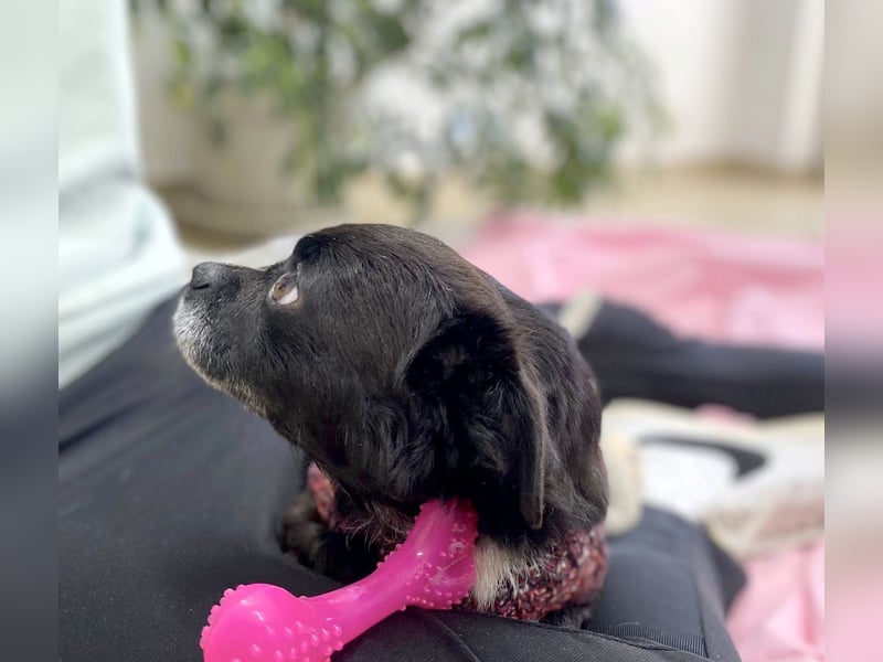 Bucky hat schon viel mitmachen müssen- wer schenkt ihr ein Zuhause