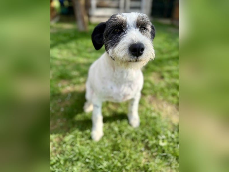 Die ganz süße Daisy sucht noch ihr eigenes Körbchen