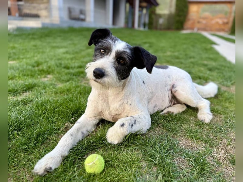 Die ganz süße Daisy sucht noch ihr eigenes Körbchen