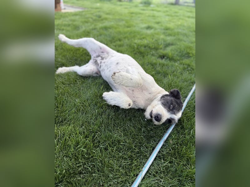 Die ganz süße Daisy sucht noch ihr eigenes Körbchen