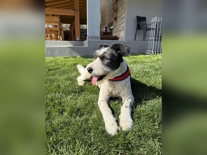 Die ganz süße Daisy sucht noch ihr eigenes Körbchen