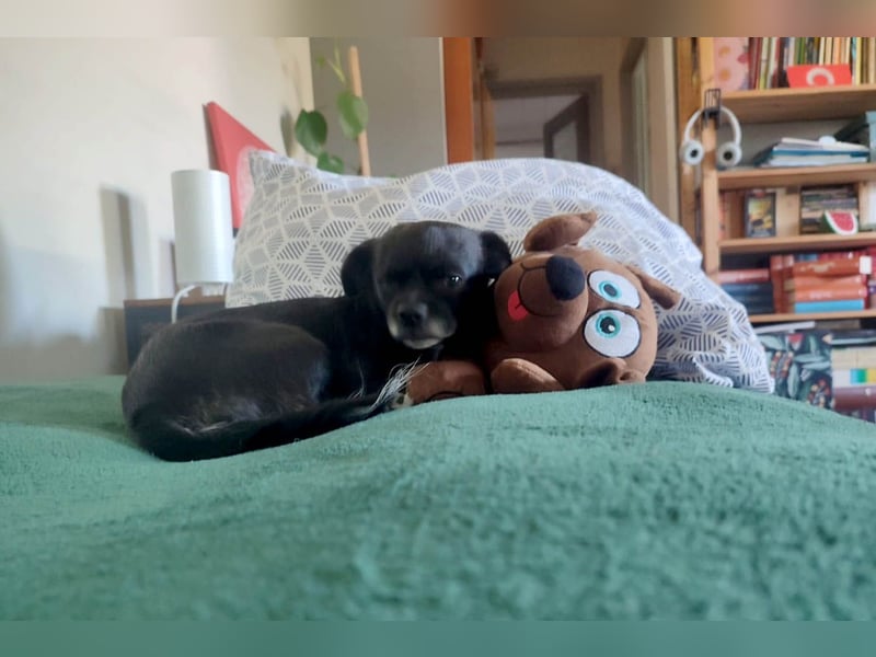 Bucky hat schon viel mitmachen müssen- wer schenkt ihr ein Zuhause