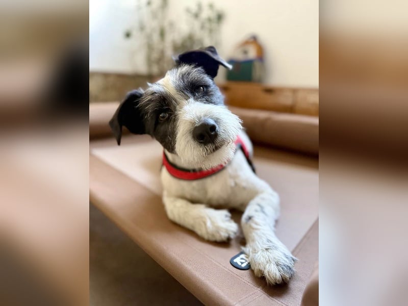 Die ganz süße Daisy sucht noch ihr eigenes Körbchen