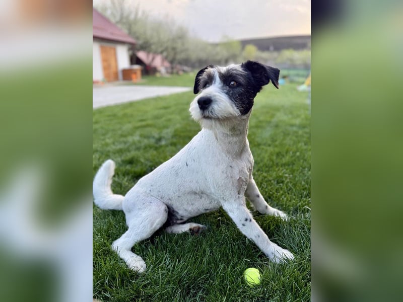 Die ganz süße Daisy sucht noch ihr eigenes Körbchen