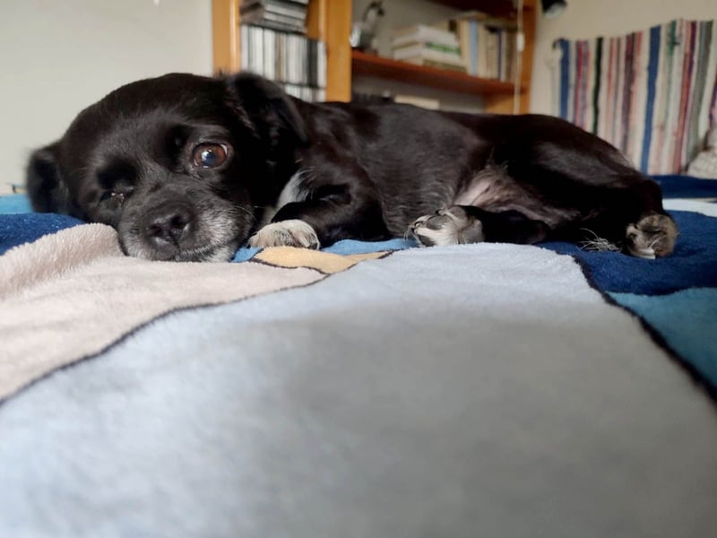 Bucky hat schon viel mitmachen müssen- wer schenkt ihr ein Zuhause