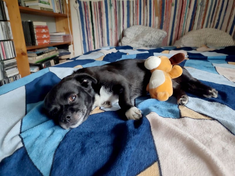 Bucky hat schon viel mitmachen müssen- wer schenkt ihr ein Zuhause