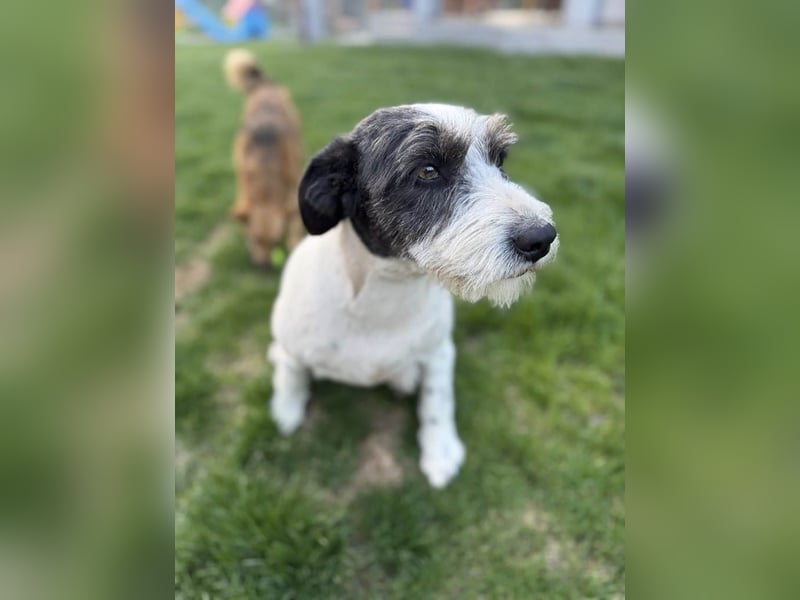 Die ganz süße Daisy sucht noch ihr eigenes Körbchen