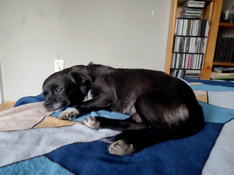 Bucky hat schon viel mitmachen müssen- wer schenkt ihr ein Zuhause