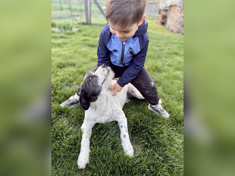 Die ganz süße Daisy sucht noch ihr eigenes Körbchen
