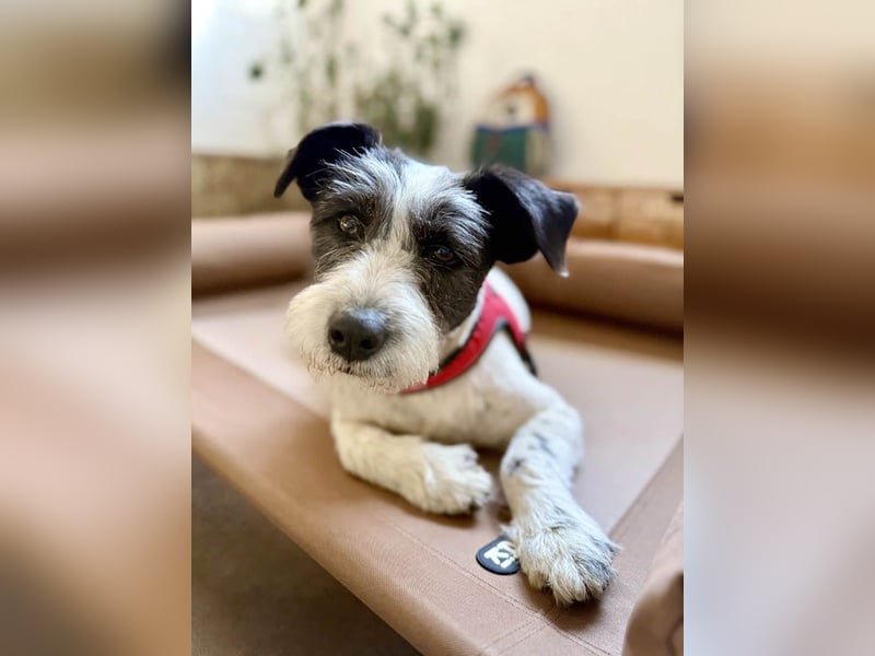 Die ganz süße Daisy sucht noch ihr eigenes Körbchen