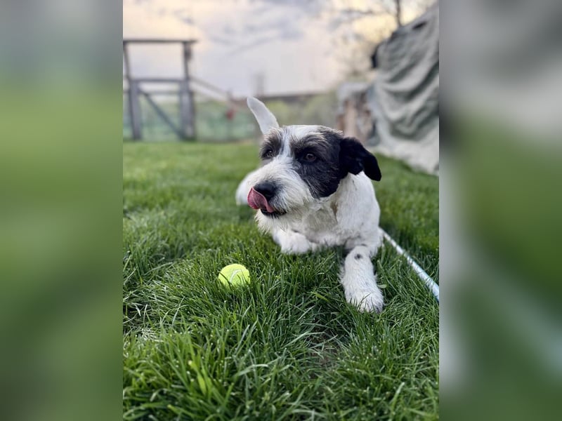 Die ganz süße Daisy sucht noch ihr eigenes Körbchen