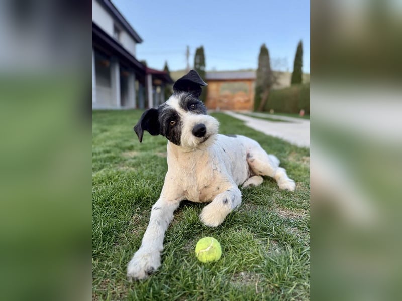 Die ganz süße Daisy sucht noch ihr eigenes Körbchen