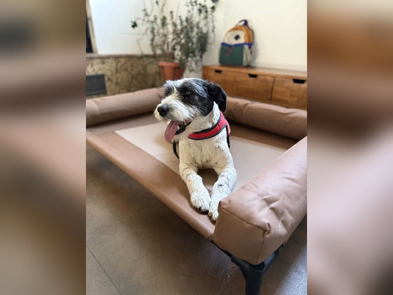 Die ganz süße Daisy sucht noch ihr eigenes Körbchen