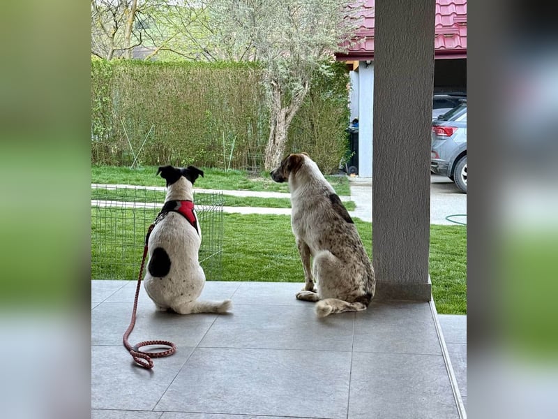 Die ganz süße Daisy sucht noch ihr eigenes Körbchen