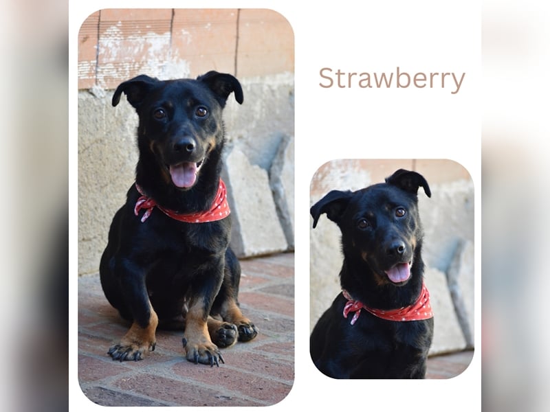 Strawberry