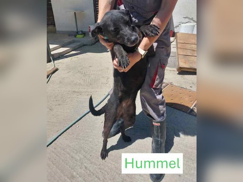 Hummel sucht eine aktive Familie