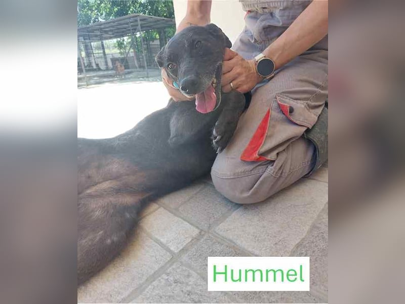 Hummel sucht eine aktive Familie