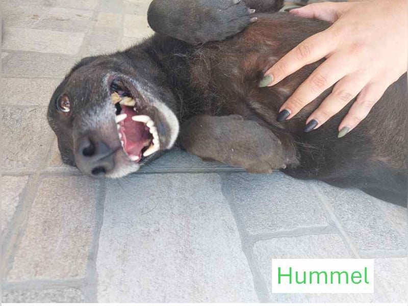 Hummel sucht eine aktive Familie