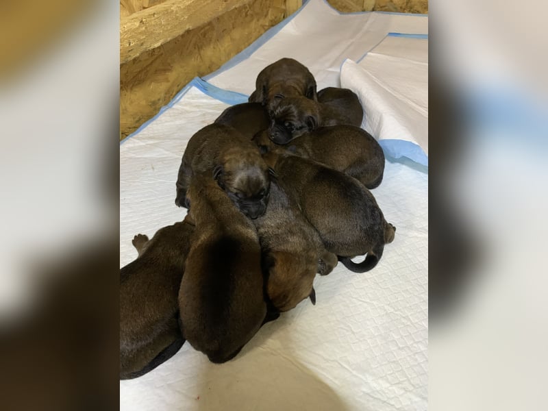 Begian Malinois-Rottweiler