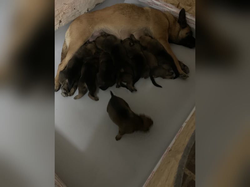 Belgian Malinois-Rottweiler