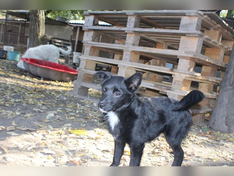 Die kleine Karla sucht eine Familie