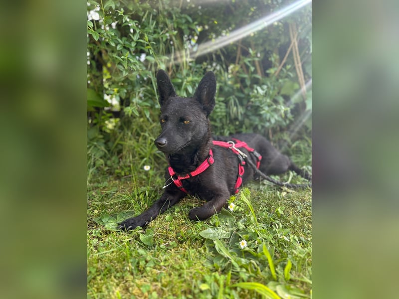 Lotti – kleine Zaubermaus mit großem Herz sucht ihr Happy End
