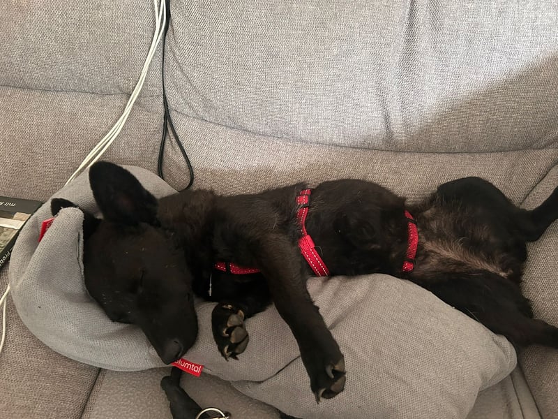 Lotti – kleine Zaubermaus mit großem Herz sucht ihr Happy End