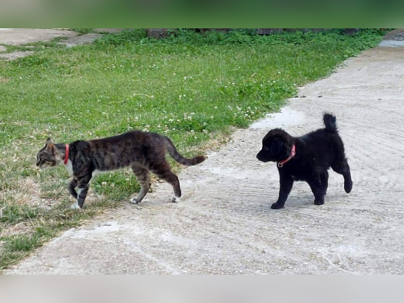 Zuckerschnäuzchen Klyo sucht ihre eigene Familie