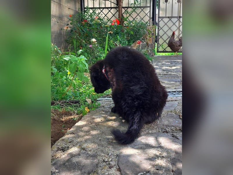 Zuckerschnäuzchen Klyo sucht ihre eigene Familie