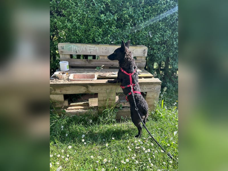 Lotti – kleine Zaubermaus mit großem Herz sucht ihr Happy End