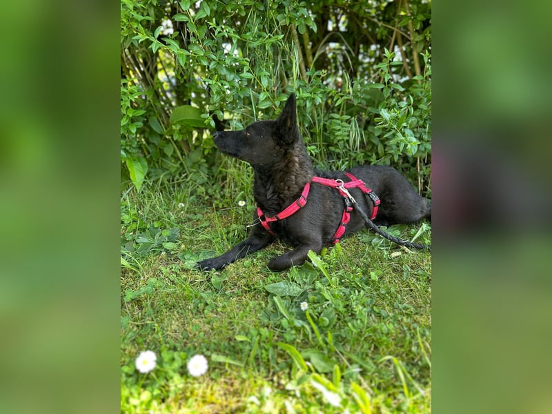 Lotti – kleine Zaubermaus mit großem Herz sucht ihr Happy End