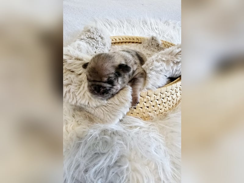 Frops Hundebabys zu verkaufen