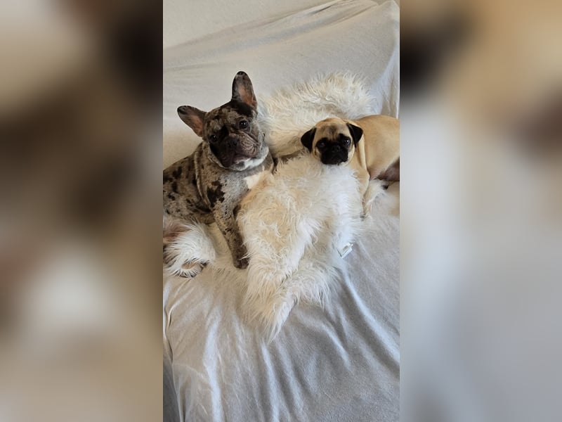 Frops Hundebabys zu verkaufen