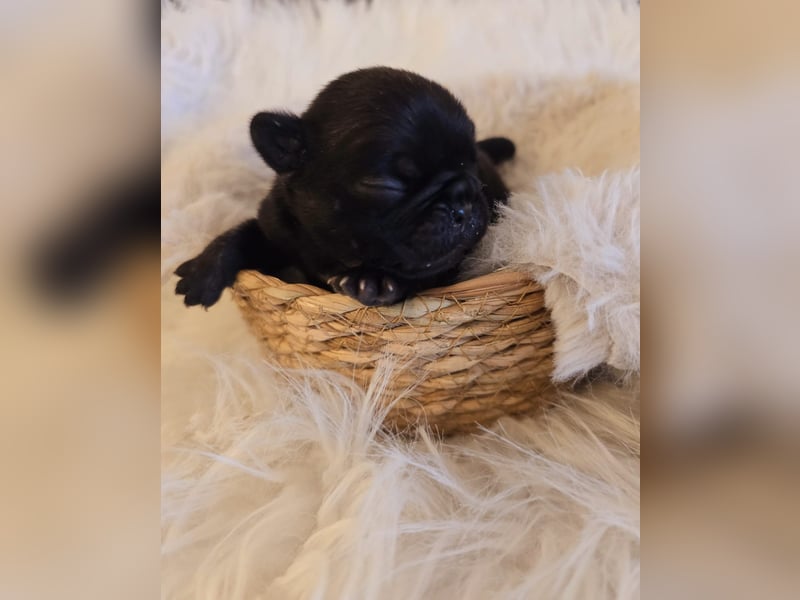 Frops Hundebabys zu verkaufen