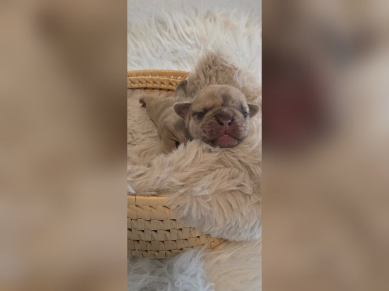 Frops Hundebabys zu verkaufen