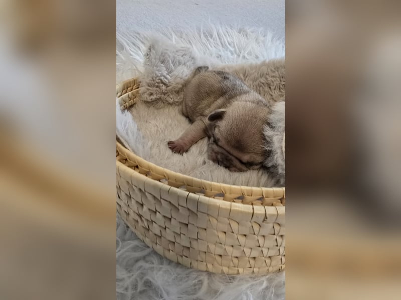 Frops Hundebabys zu verkaufen