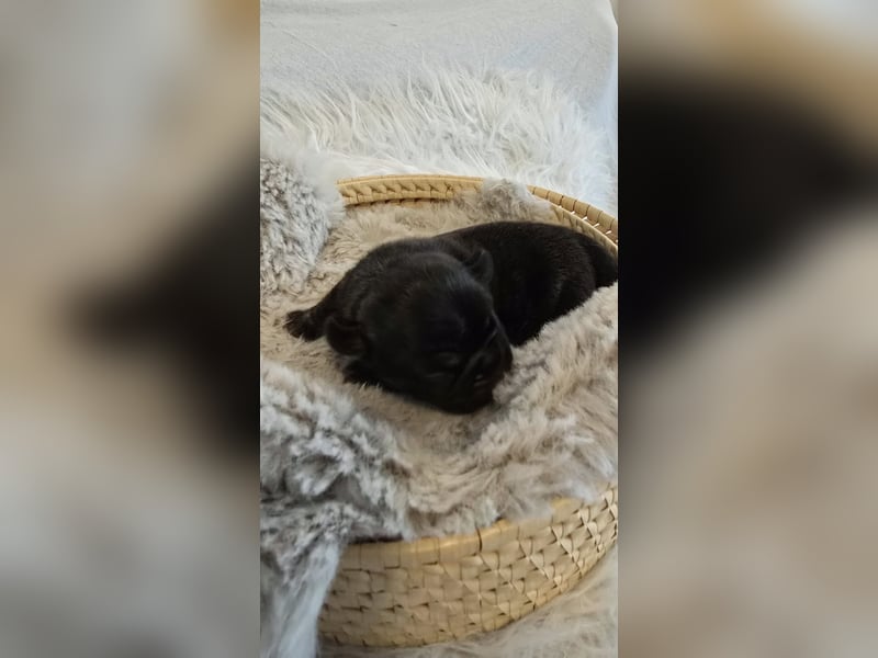 Frops Hundebabys zu verkaufen