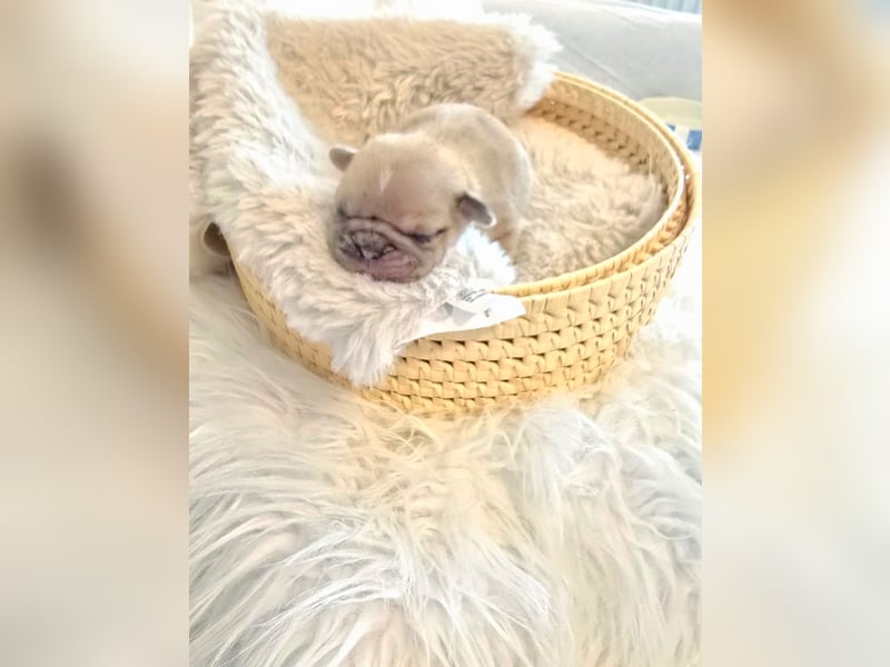 Frops Hundebabys zu verkaufen