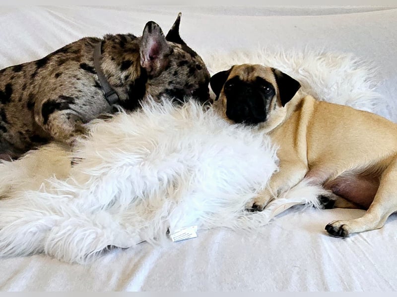 Frops Hundebabys zu verkaufen