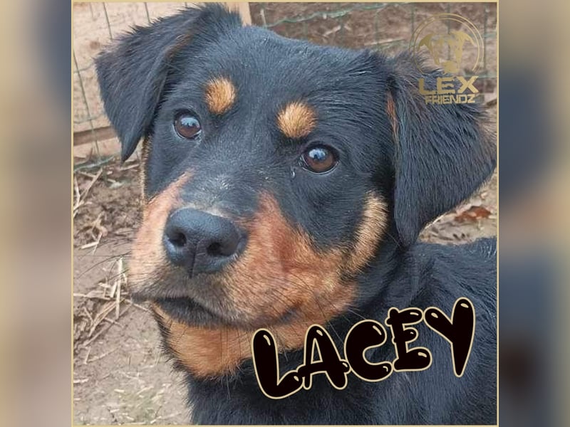 Kleine LACEY hofft auf ihr Glück