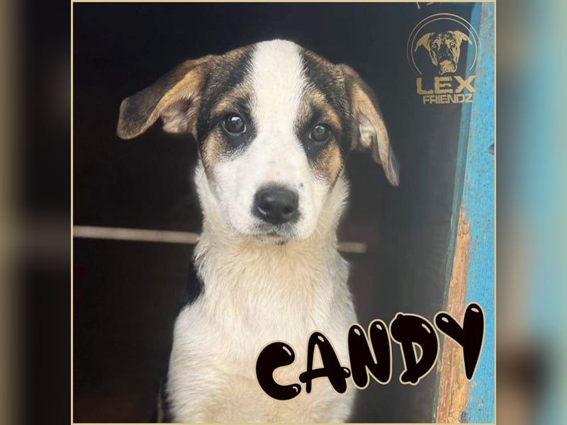 Zuckersüße CANDY sucht Familie