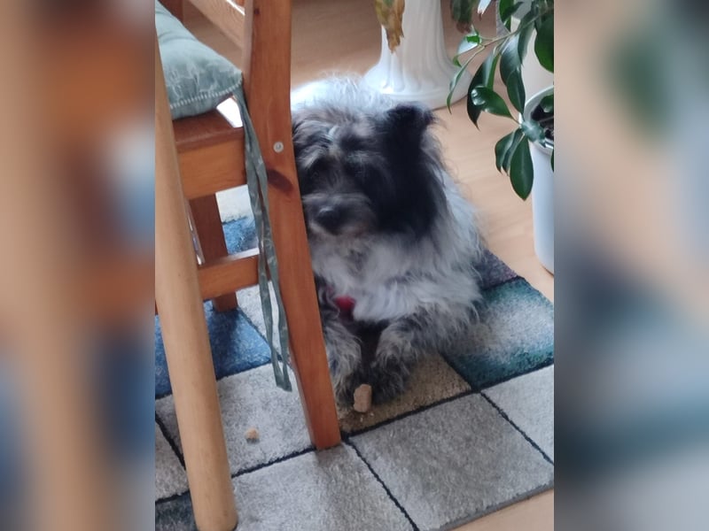 Sanfte Mochi, 4 Jahre, voller Hoffnung auf einen Neuanfang