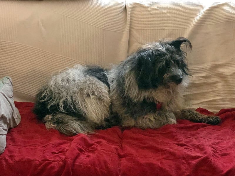 Sanfte Mochi, 4 Jahre, voller Hoffnung auf einen Neuanfang