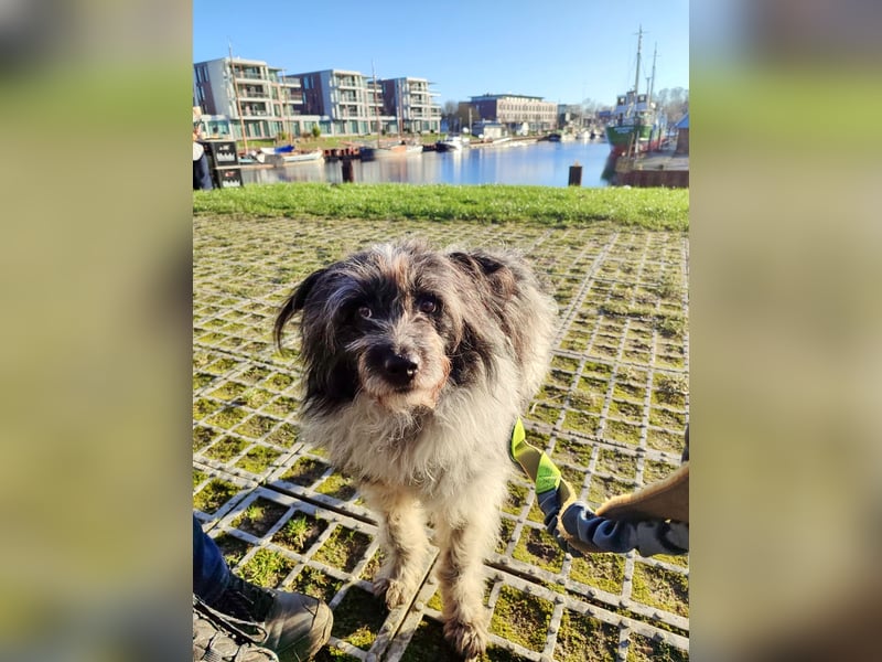 Sanfte Mochi, 4 Jahre, voller Hoffnung auf einen Neuanfang