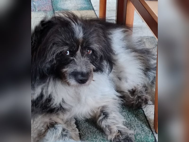 Sanfte Mochi, 4 Jahre, voller Hoffnung auf einen Neuanfang